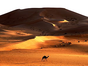 "Dromedary in the Grand Erg Oriental" by Eagleyes*