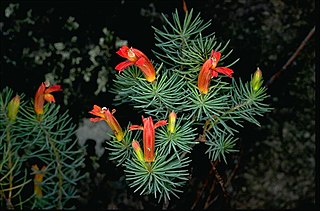 <i>Lechenaultia superba</i> Species of shrub