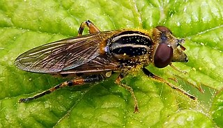 <i>Lejops lineatus</i> Species of fly