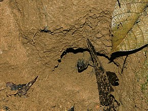 Descrierea imaginii Lepidophyma flavimaculatum (Costa Rica) .jpg.