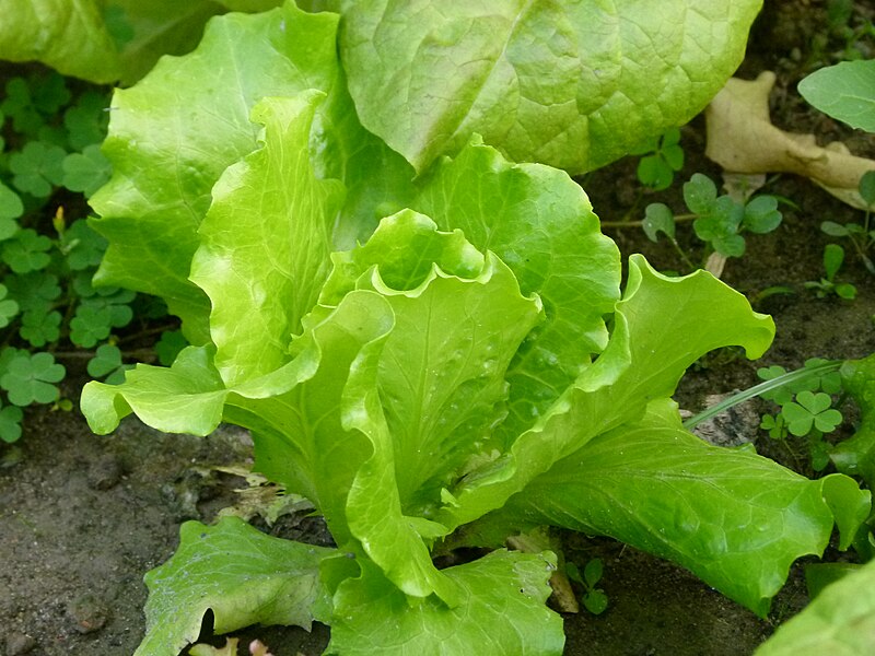 File:Lettuce pabhoi.JPG