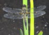 Libellula quadrimaculata - Vierflecklibelle.jpg