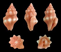 Lienardia purpurata, shell