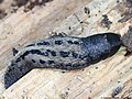 Limax cinereoniger Wolf, 1803