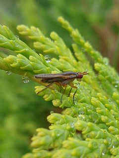 <i>Limnia</i> (fly) Genus of flies