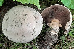 Linnašampinjon Agaricus bitorquis