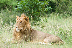 Oroszlán a Kruger Nemzeti Parkban