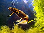 Mannetjes van de kleine watersalamander hebben een getande rugkam
