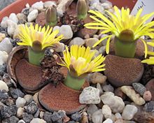 Lithops lesliei ssp. lesliei va mariae Cole 141 01.jpg