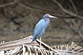 Aigrette bleue