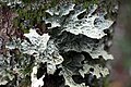 Lichen pulmonaire