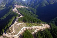 Vue aérienne de collines couvertes de forêts de pins partiellement déboisées.