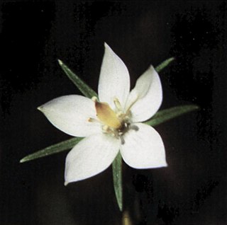 <i>Lomatogonium</i> Species of plant in the family Gentianaceae