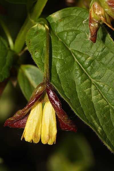 File:Lonicera involucrata 6504.JPG