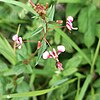 L. racemosa