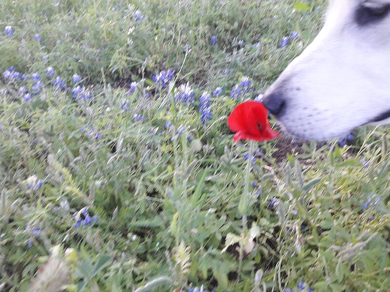 File:Luna White Pyriness dog smells red flowers 01.jpg