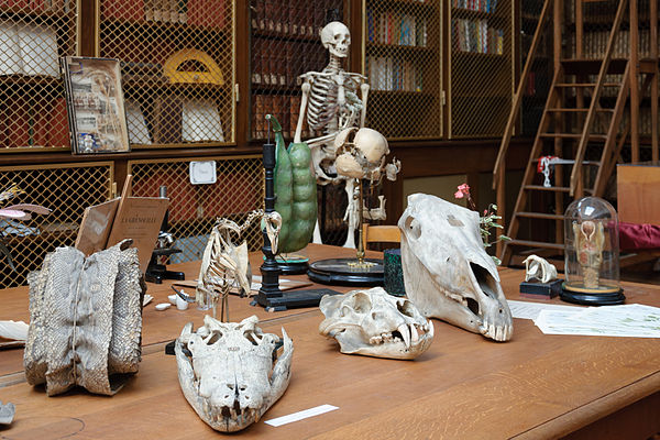 A natural history collection in a French public secondary school