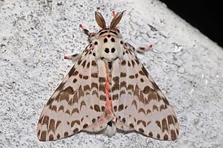 <i>Lymantria grandis</i> Species of moth