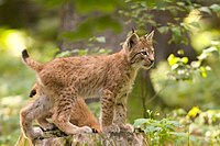 Lynx lynx cub 20050709.jpg