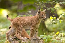 Un jeune lynx.