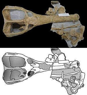 Skull of Machimosaurus buffetauti from the Upper Jurassic of Baden-Württemberg.