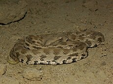 Macrovipera lebetina obtusa03.jpg