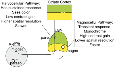 Visual representation of the parvocellular and magnocellular pathways Magno Parvocellular Pathways.svg