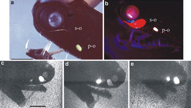 75% of sea creatures glow in the dark - Page 2 640px-Malacosteus_niger_cam