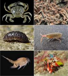 Malacostraca collage 2x3.png