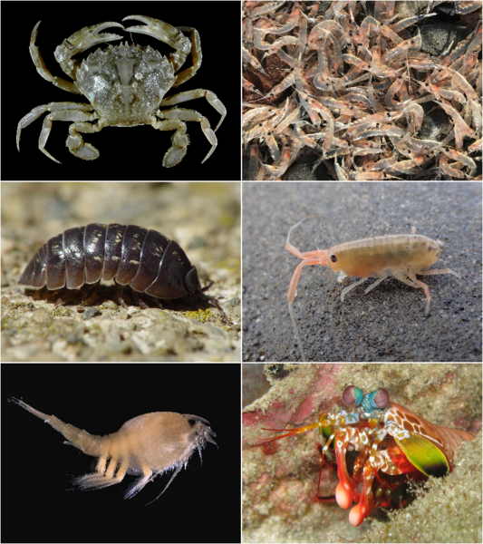 File:Malacostraca collage 2x3.png