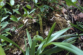 <i>Malaxis seychellarum</i> species of plant