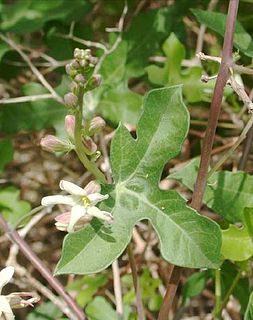 <i>Manihot walkerae</i> Species of flowering plant