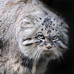 Manul