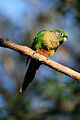 ''Pyrrhura frontalis'', taken at Birds of Eden, South Africa English: Maroon-bellied Parakeet