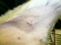 Mast cell tumor on the inner thigh of a dog