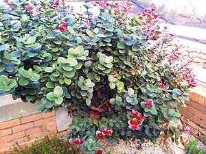 Maurocenia frangularia - Khoi Cherry 1.jpg