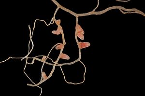 photographie sur fond noir de nodules racinaires de la luzerne tronquée (Medicago truncatula).