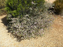 Melaleuca spicigera (habit).JPG