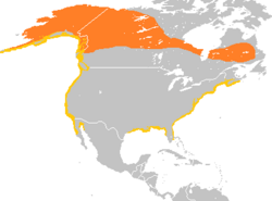 Distribución de M. perspicillata      Área de reprodución     Área de nvernada