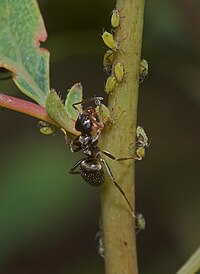 Трофобиоз муравьёв с тлями