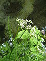 Meum athamanticum inflorescence