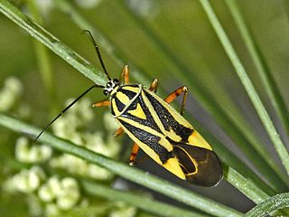<i>Brachycoleus decolor</i> Species of true bug
