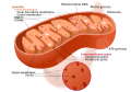 Mitochondrion structure.svg