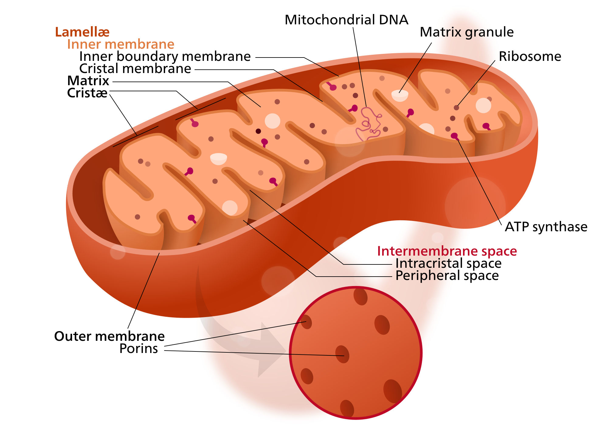 Mitochondrial Wikipedia - ribosome