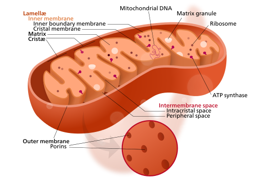 Mitochondrion structure.svg