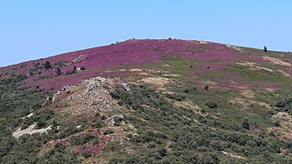 Bruyère en fleur sur la montagne de Roquedaut