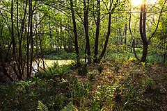 Bog birch and alder forest with wet meadow "In den Rotten"