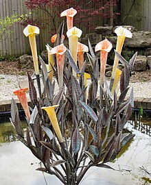 Glass sculpture in the Garden of Remembrance Mortlake Crematorium, Garden of Remembrance, glass sculpture.jpg