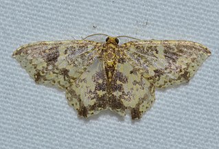 <i>Eois numida</i> Species of moth