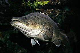 Murray cod02 melb aquarium.jpg